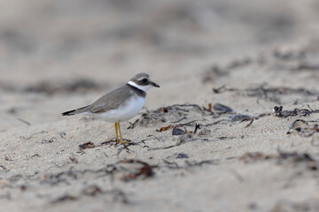 Common ringed Plover Charadrius hiaticula on a sandy beach in Normandy