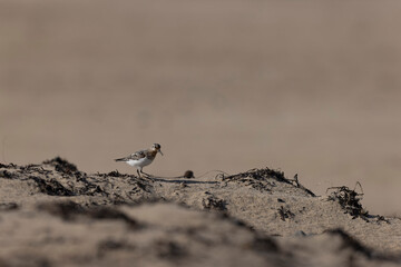 Common ringed Plover Charadrius hiaticula on a sandy beach in Normandy