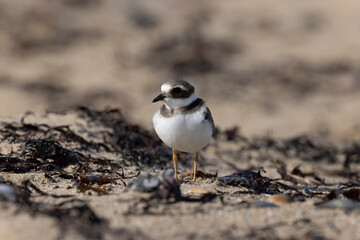 Common ringed Plover Charadrius hiaticula on a sandy beach in Normandy