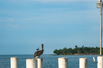 Pelicans are taking rest. It looks that a pelican stays on top of another pelican