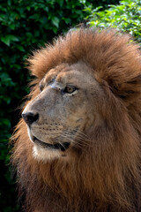 Close up photo of a African lion