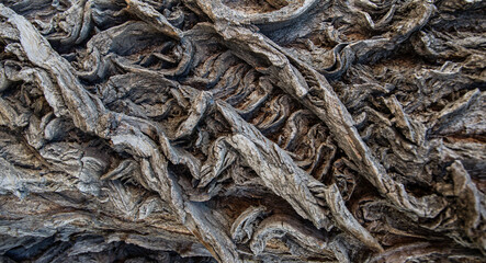 twisting cracks in the crown of a tree made of bark in patterns of deep lines of destruction.