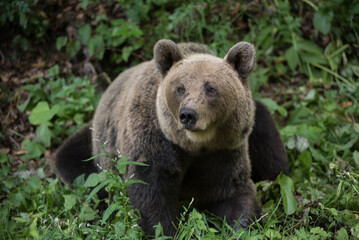 Fototapeta premium Brown bear in the wilderness, Ursus arctos
