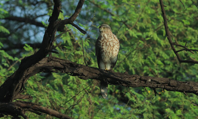 Shikra: A fierce hunter concealed within nature's embrace.