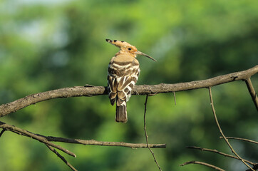 The enchanting Hoopoe bird perched in its leafy haven