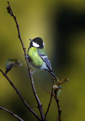 Meet the vibrant Great Tit, a tiny bird with a big personality! 🐦🌿 #BirdWatching 