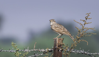 The Crested Lark A tiny songbird with a head held high and a heart full of melody