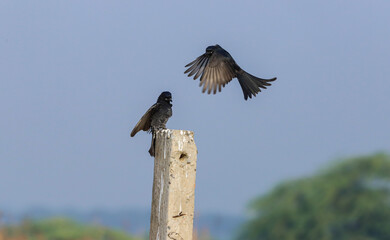 Black drongo fight in air