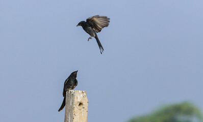 Black drongo fight in air