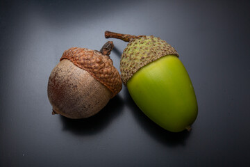Northern Red Oak Acorn and English Oak Acorn