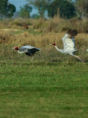 Fototapeta premium The Indian Sarus crane is ready to take off