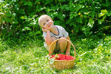 Cute little child boy picking fresh organic raspberries at private home's garden.toddler...