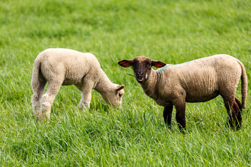 Young sheep on grass field in spring