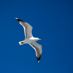 Gaviota en ci
