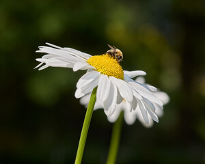 Fototapeta premium Insect on daisy flower in garden