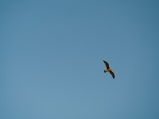 Gaviota solitaria volando sobre un cielo azul