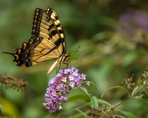 butterfly on flower