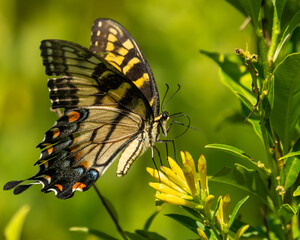butterfly on a flower
