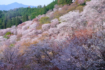 桜満開の世界遺産・吉野山（紀伊山地の霊場と参詣道）