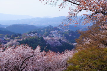 桜満開の世界遺産・吉野山（紀伊山地の霊場と参詣道）