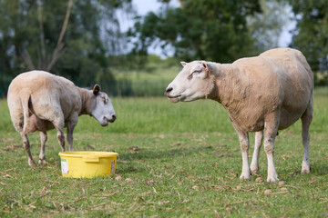 Obraz na płótnie Canvas Two white sheep eat on meadow