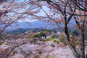 桜満開の世界遺産・吉野山（紀伊山地の霊場と参詣道）