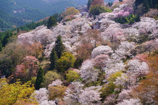 桜満開の世界遺産・吉野山（紀伊山地の霊場と参詣道）