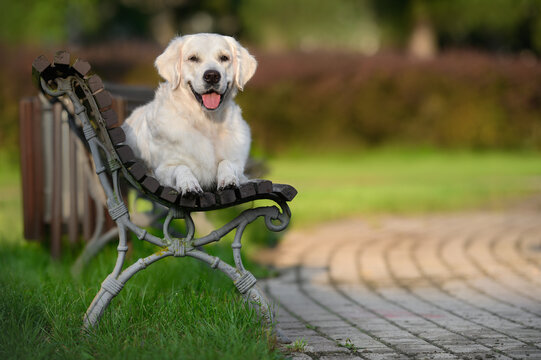 happy golden retriever dog lying down on a bench in the park