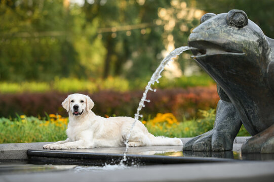 beautiful golden retriever dog lying down in the park by a fountain