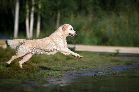 active young golden retriever dog running into water at the lake