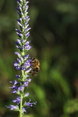 a macro shot of a honey bee on a veronica spicata wild flower