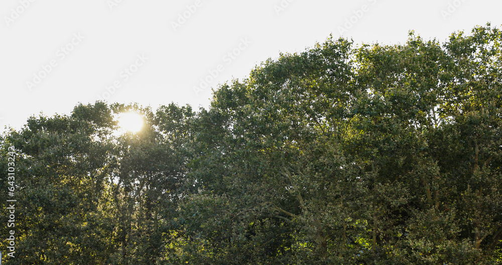 Sticker Sunlit trees in a lush green park, symbolizing nature's hope and vitality, a serene refuge for rejuvenation and peace