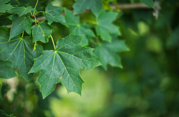 Sunlit trees in a lush green park, symbolizing nature's hope and vitality, a serene refuge for rejuvenation and peace