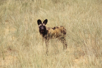 African wild dog