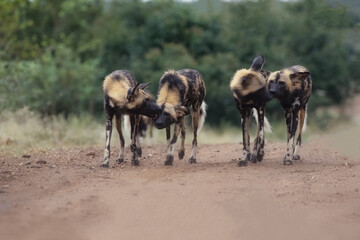 African wild dog