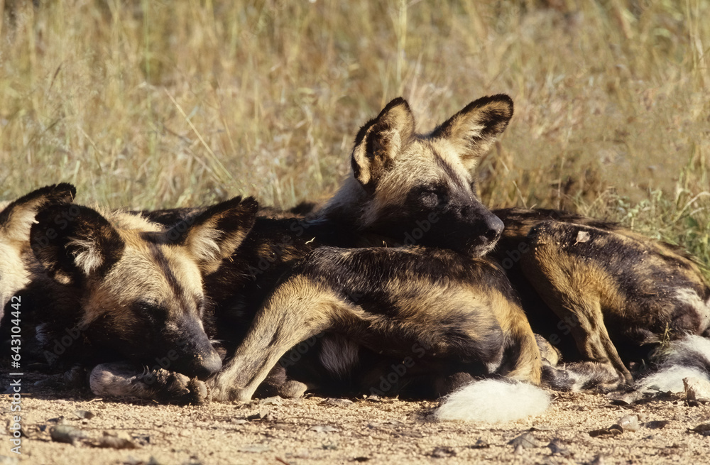 Canvas Prints African wild dog