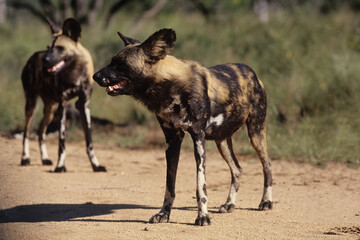 African wild dog