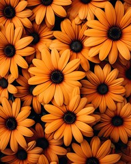 many orange flowers with black centers on the petals, as seen in this close - up image taken from above