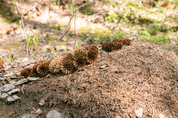 Pinecones on the anthill