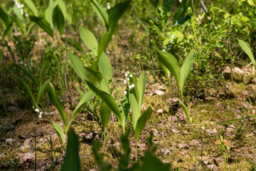 The flowers of the lily of the valley