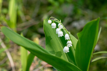 Fototapeta premium The flowers of the lily of the valley
