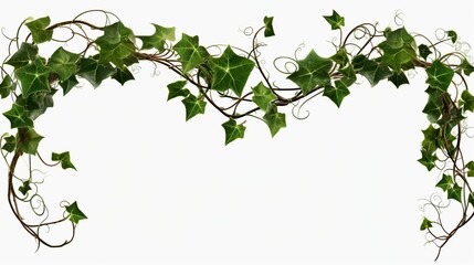  Ivy, ivy branches and ivy tendril on white background