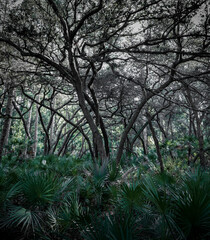 Hiking Beautiful Oak Hammock Ecosystems of Florida.