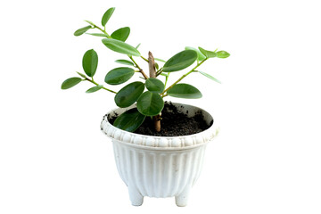Ficus microcarpa in white plastic pot isolated on white background.