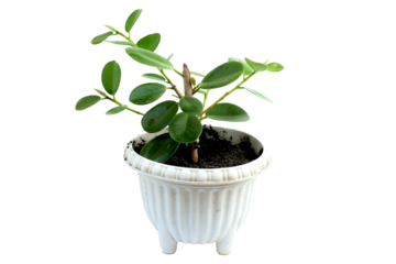 Ficus microcarpa in white plastic pot isolated on white background.