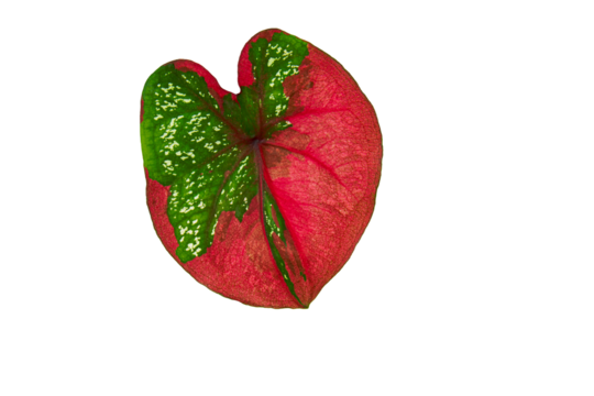 Natural red and green bon leaf illustration