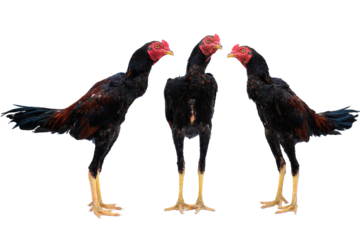 Rooster isolated on white background.