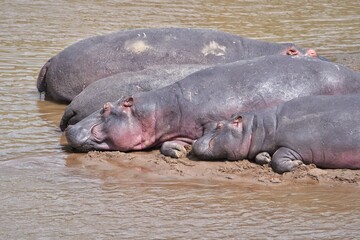 Fototapeta premium hippopotamus in water