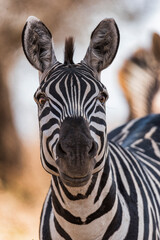 Fototapeta na wymiar Savana wildlife in Tanzania - Serengeti National Park