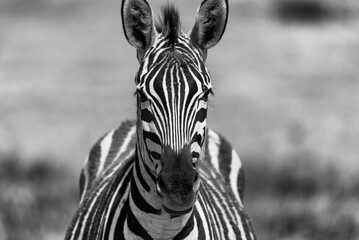 Fototapeta na wymiar Savana wildlife in Tanzania - Serengeti National Park